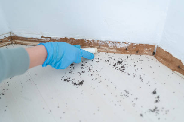 Best Residential Pest Control  in Sun City, AZ